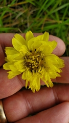 Pyrrhopappus pauciflorus