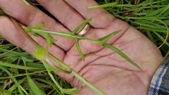 Pyrrhopappus pauciflorus