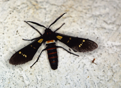 Syntomeida melanthus