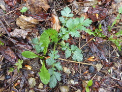 Geum