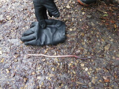 Lumbricus
