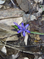 Scilla bifolia