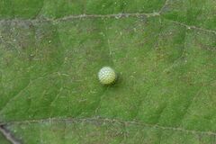 Limenitis