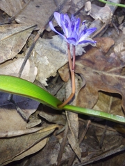 Scilla bifolia
