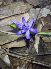 Scilla bifolia