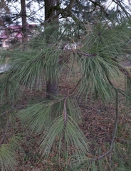 Pinus strobus