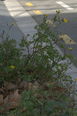 Sonchus tenerrimus