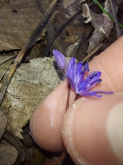 Scilla bifolia
