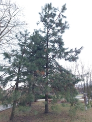Pinus strobus