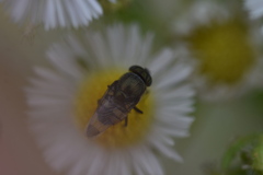 Stomorhina obsoleta