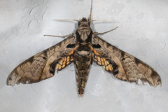 Protambulyx eurycles