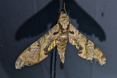 Protambulyx eurycles