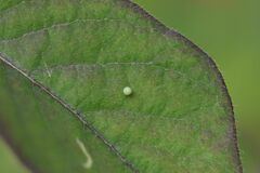 Limenitis