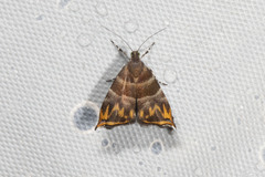 Ornarantia contrariana