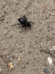 Coelocnemis dilaticollis