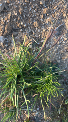 Chaenactis fremontii