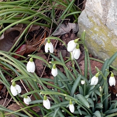 Galanthus nivalis