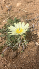 Anisocoma acaulis