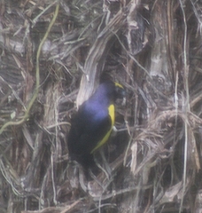 Euphonia xanthogaster