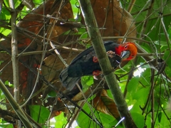 Pityriasis gymnocephala