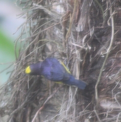 Euphonia xanthogaster