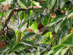 Synallaxis erythrothorax