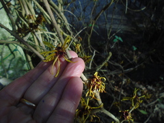 Hamamelis mollis