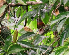 Synallaxis erythrothorax