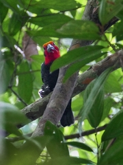 Pityriasis gymnocephala