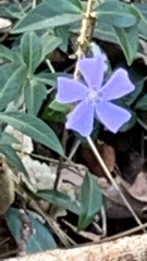 Vinca minor