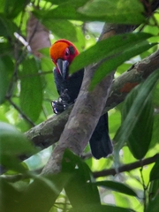Pityriasis gymnocephala