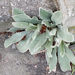 Stachys byzantina