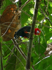 Pityriasis gymnocephala