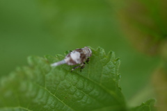 Dentatissus damnosus