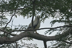 Pseudastur albicollis