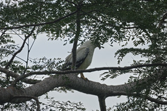 Pseudastur albicollis