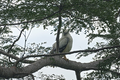 Pseudastur albicollis