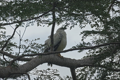 Pseudastur albicollis