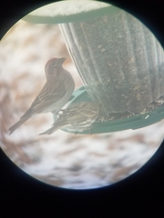 Haemorhous cassinii