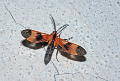 Dycladia correbioides