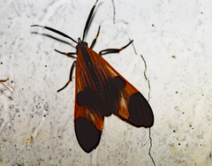 Dycladia correbioides