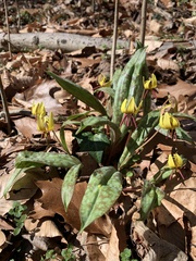 Erythronium americanum