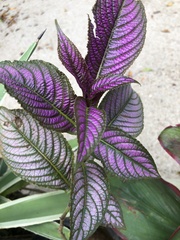 Strobilanthes auriculata