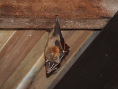 Cynopterus brachyotis