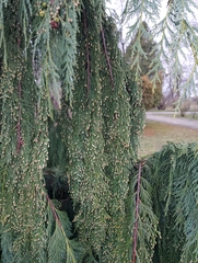 Cupressus nootkatensis