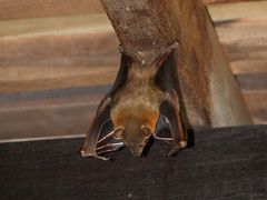 Cynopterus brachyotis