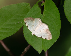 Lomographa bimaculata