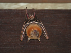 Cynopterus brachyotis