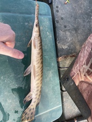 Lepisosteus oculatus