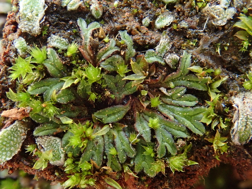 Image of Riccia nigrella by (c) Christian Berg, some rights reserved (CC BY)